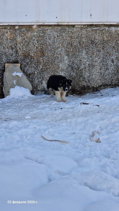 Отдам щенков не породистые
