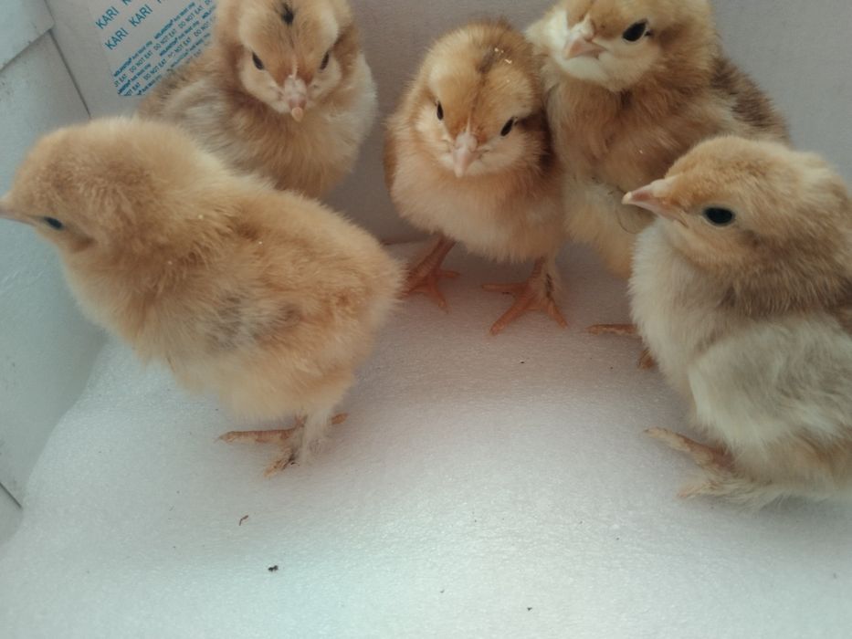 Продам  цыплят. Домашний вывод