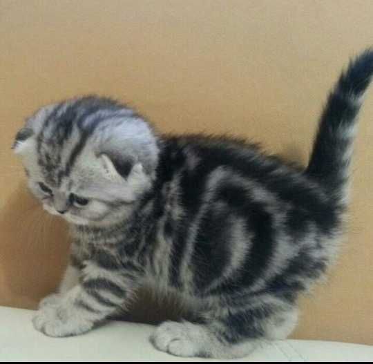 вислоухие  девули.пареньки.