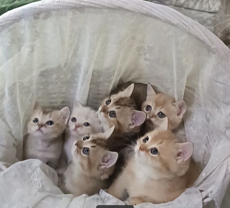 Котята британские шиншиллы