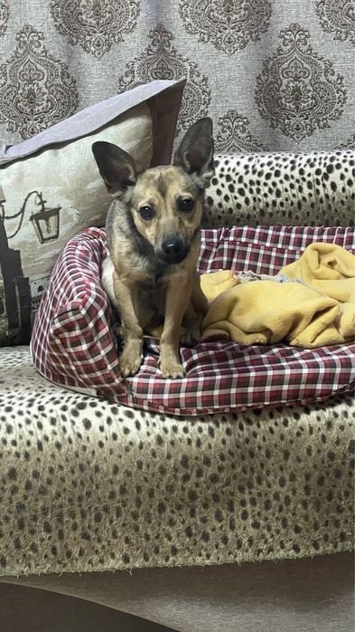 Найдена собака, ищем новых хозяев