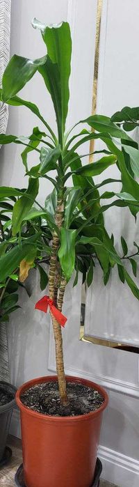 продам комнатные растения