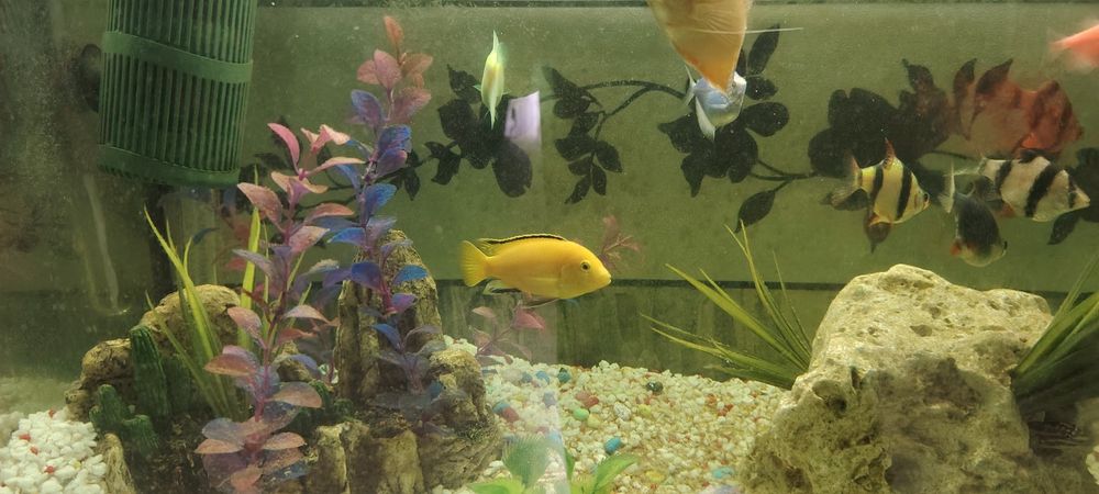 Acvariu 120 l complet