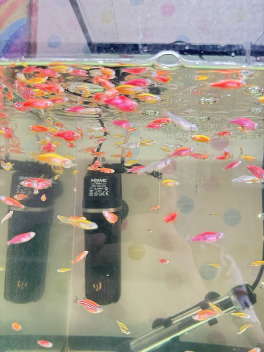 Продам аквариумных рыб