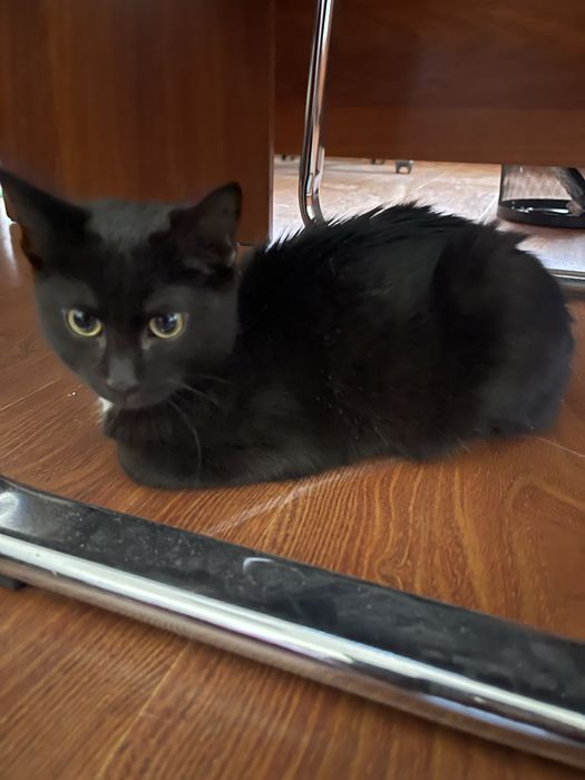 Отдается кот в добрые руки