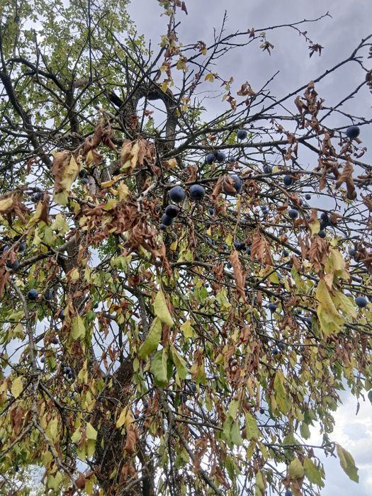 Vand . Mere .prune. nuci. Preț foarte negociabil.  0742750263