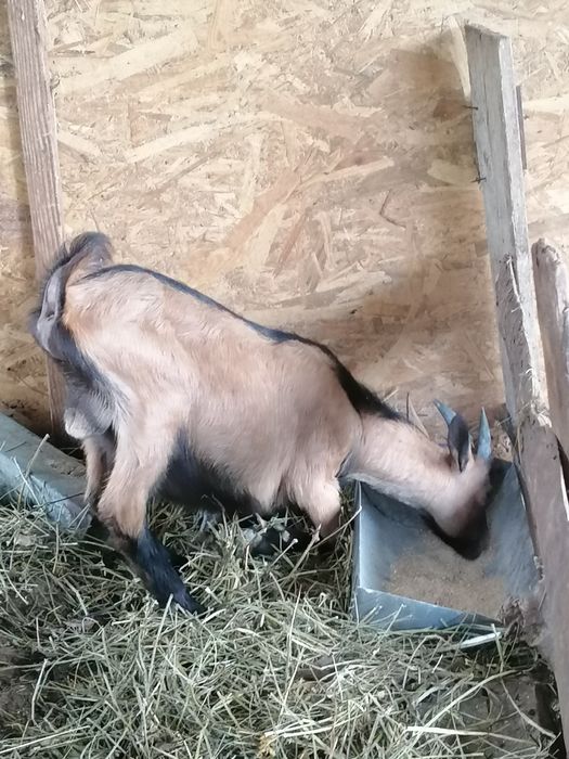 Tapisori alpini din părinți buni