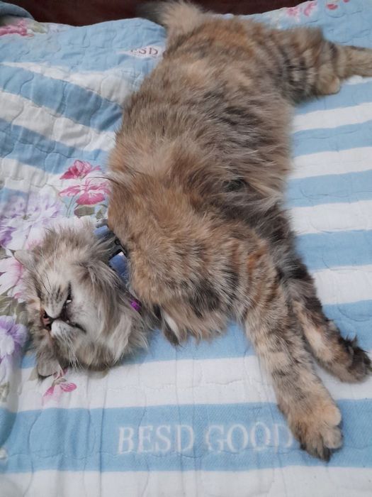 Muwu orgatilgan yuvvow