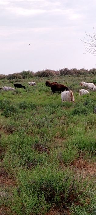 Ешкы сатлыды багасы 50мын