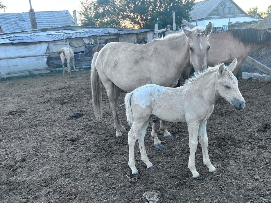 Кулынды бие сатылады