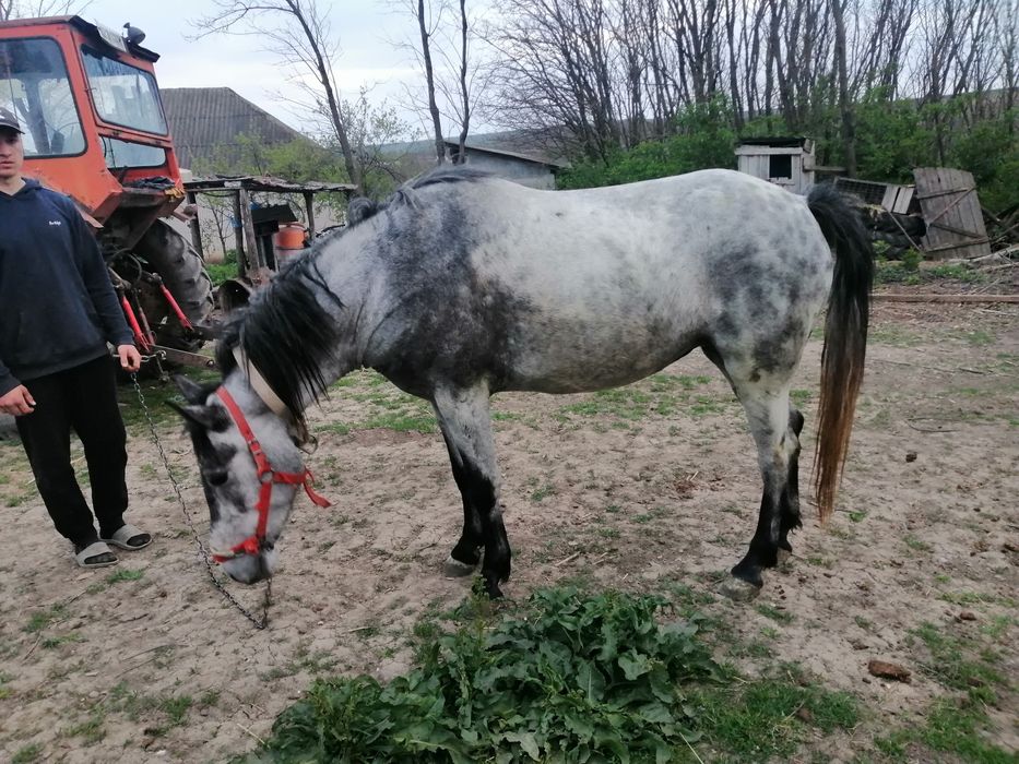 Vând iapa tânără