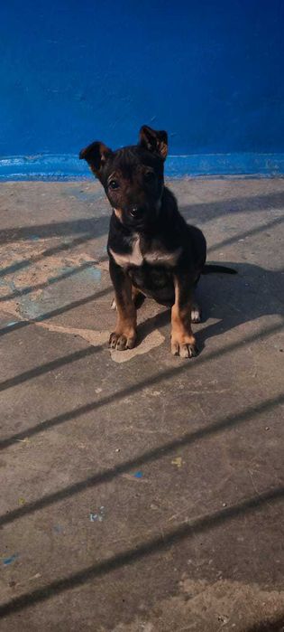 Щенок 2-3 месяца ищет дом!