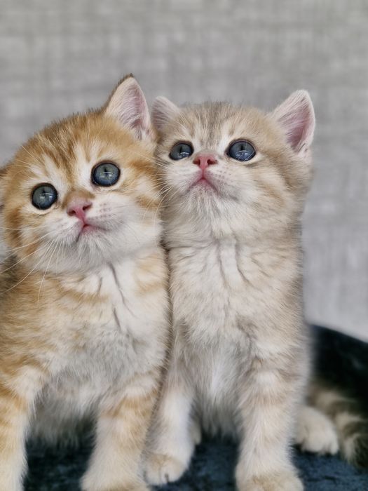 Британские котята