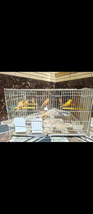 Продаются канарейки молодые здоровые