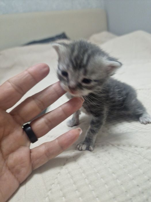 Шотланский  мальчик окрас  мрамор