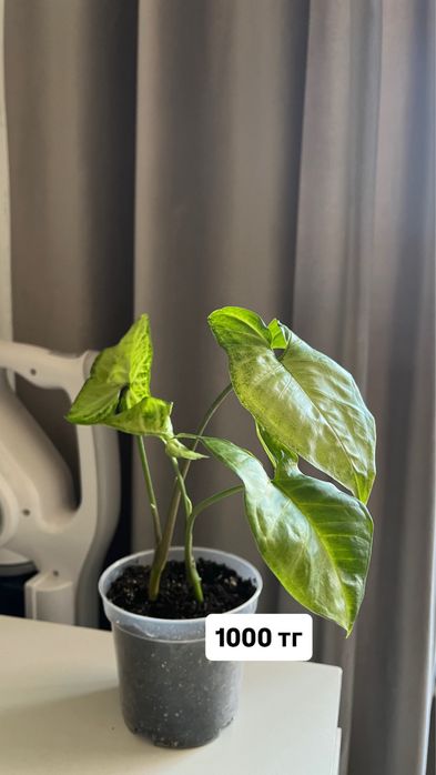 Продам комнатные цветы