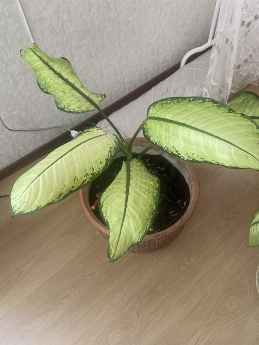 Пподается цветок- диффенбахия