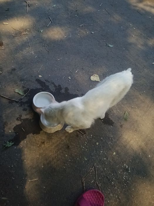 Кошке нужен дом!