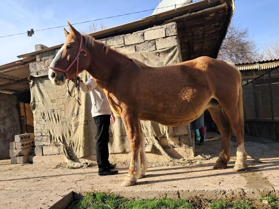 Буаз бие сатылады