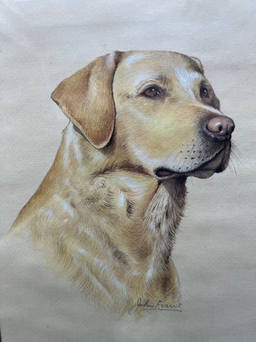 Labrador retriever tablou semnat John Frans,