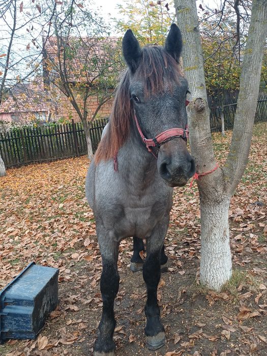 vând mânz de un an și 5 luni