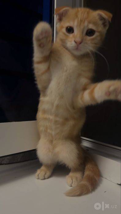 Muwu • Scottish Fold