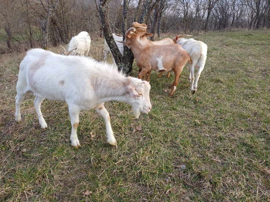 Vand iezi de carne, fatati in decembrie, neintarcati