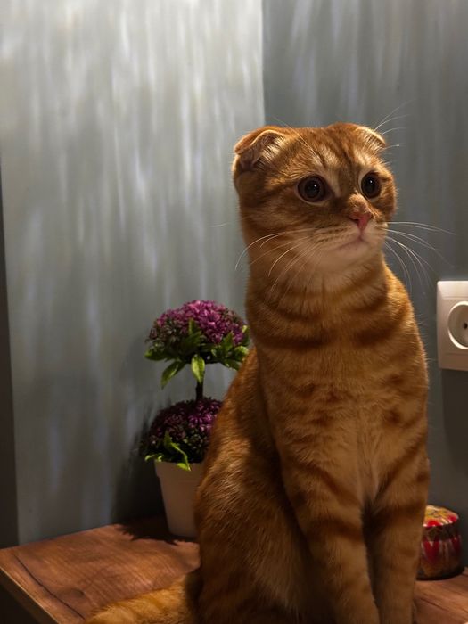 вязка кот ждет кошек для вязки