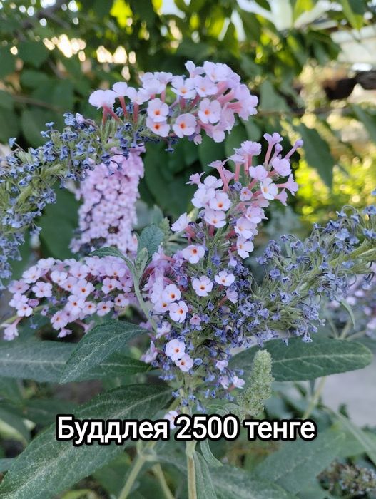 Продам Цветы садовые