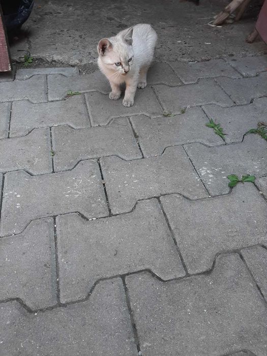 Aceste suflețele sărmane si iubitoare isi cauta un camin .