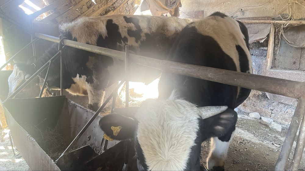 Бычки черна белые