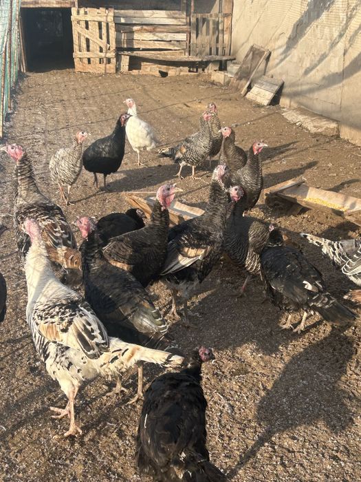Продам молоденьких индюшек