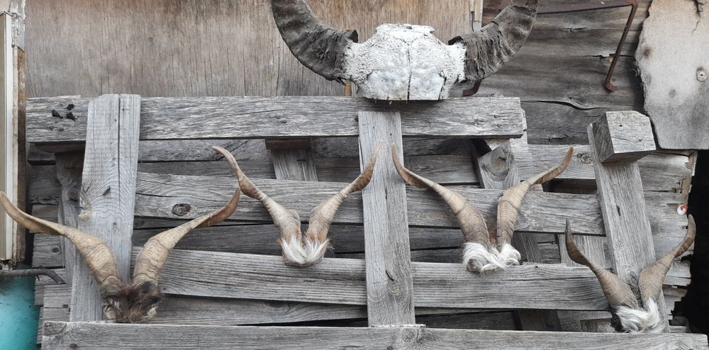 Трофей, рога !!!