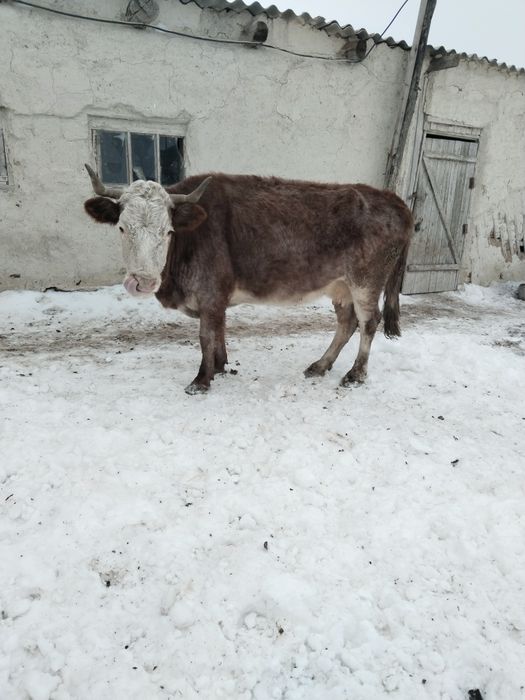 Жуас сауын сыир сатылады