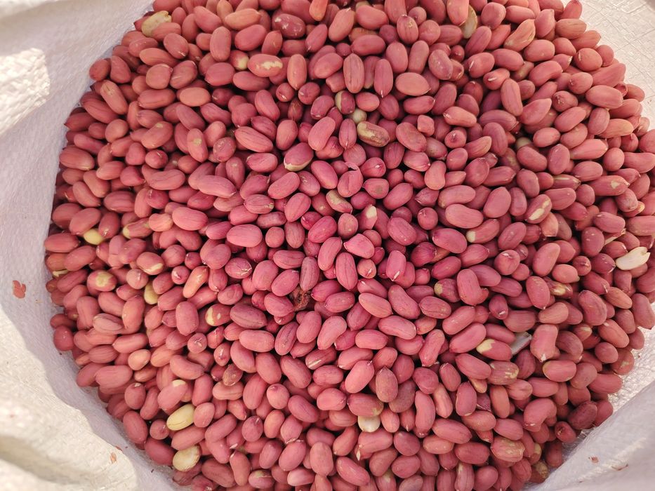 Shu mag'iz sartofkalardan tayyorlab beramiz Surxondaryodan