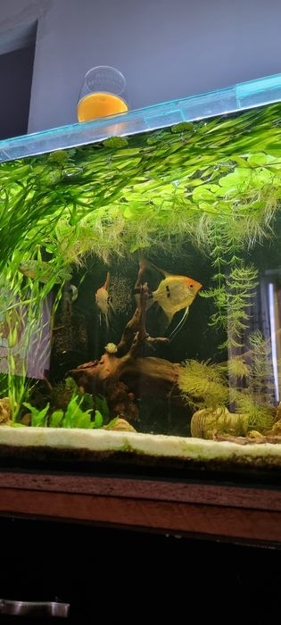 Аквариум продам полный комплект