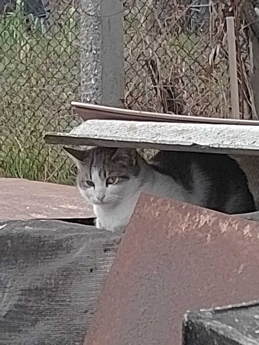 Подарявам котета