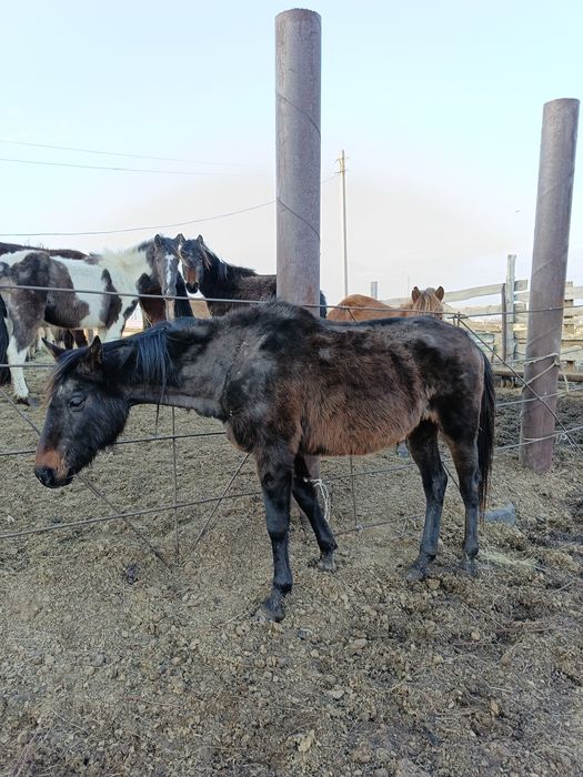 Продам 3 головы кобылы