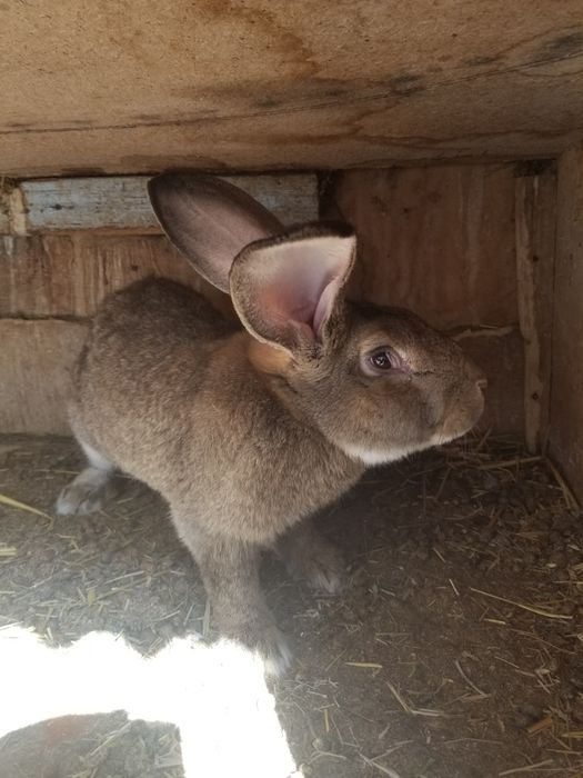 Flandr bolasi xar xili bor