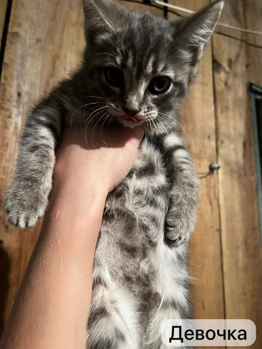 Котенок бесплатно