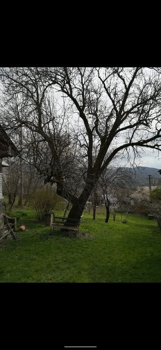 De vânzare două case și 5000 mp teren