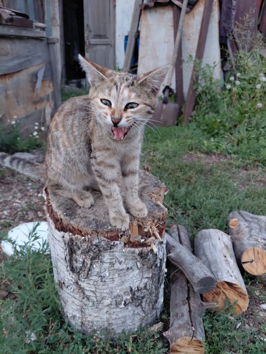 Отдам котят в хорошие руки