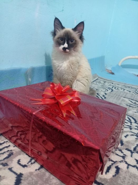 Mushuk sotiladi juda yaxshi