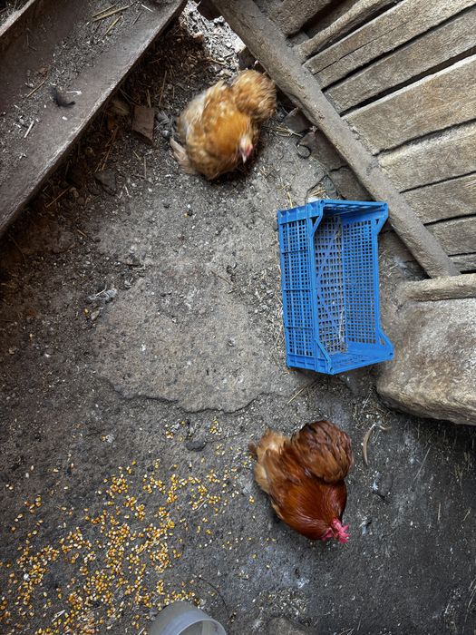 Chabo, Chochinchina, Sebright