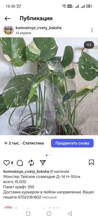 Комнатные цветы и растения
