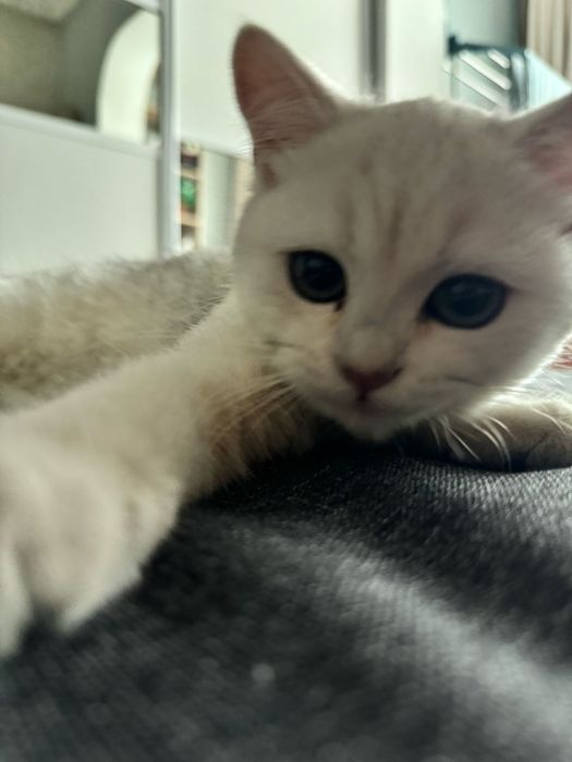 Продаем кота ! В хорошие руки!