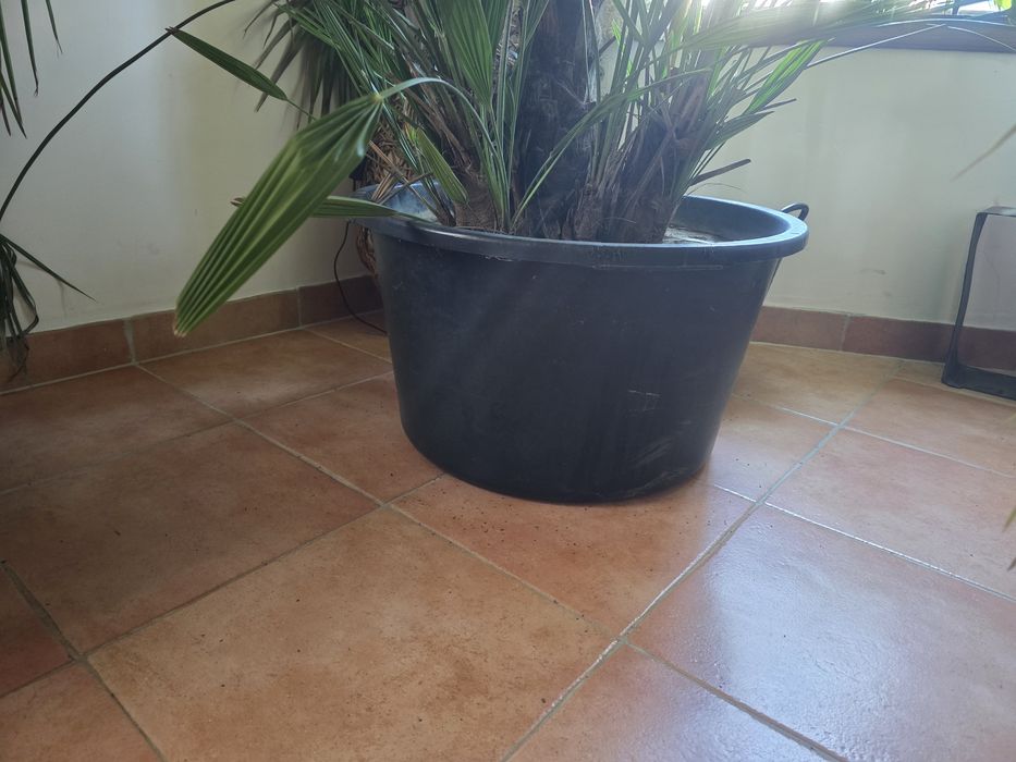 Продавам голяма палма