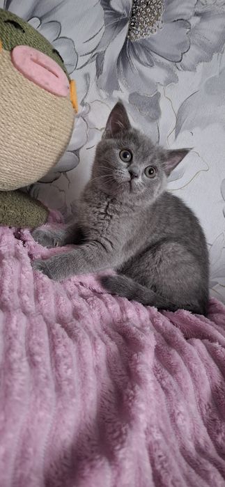 Британские котята с документами