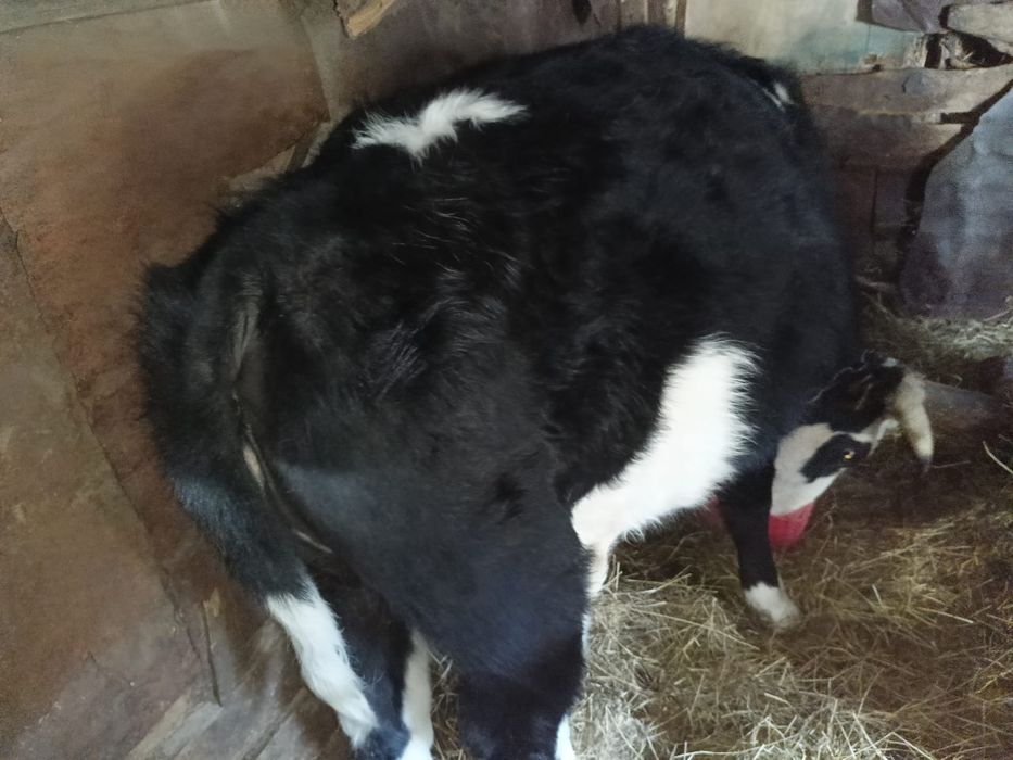 Продам Телку 2 года