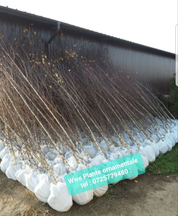 Mesteacăn mutitulpinar cu coaja alba decorativ _ Tei argintiu_ Platani